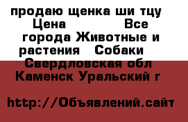 продаю щенка ши-тцу › Цена ­ 10 000 - Все города Животные и растения » Собаки   . Свердловская обл.,Каменск-Уральский г.